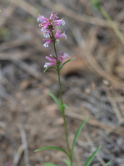 Penstemon peckii