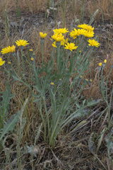Crepis modocensis modocensis