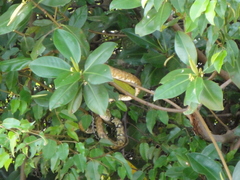 Corallus ruschenbergerii