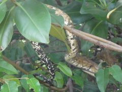 Corallus ruschenbergerii