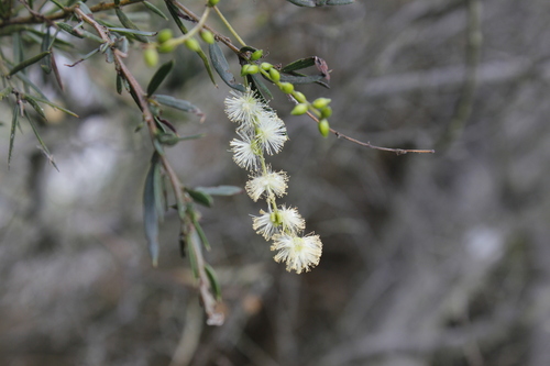 Image of Acacia riceana by (c) Stella Fish, some rights reserved (CC BY)