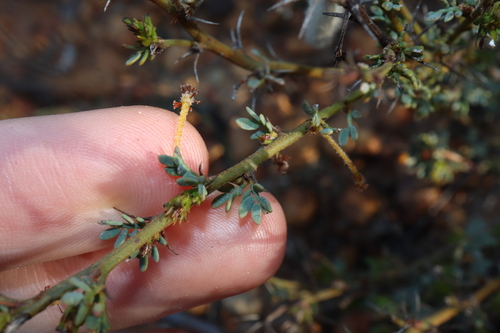 Image of Acacia moirii by (c) Thomas Mesaglio, some rights reserved (CC BY)