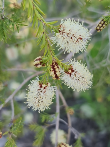 Image of Melaleuca incana by (c) Belinda Forbes, some rights reserved (CC BY)