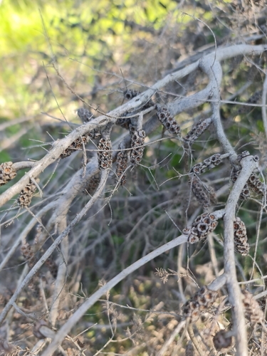 Image of Melaleuca incana by (c) Belinda Forbes, some rights reserved (CC BY)
