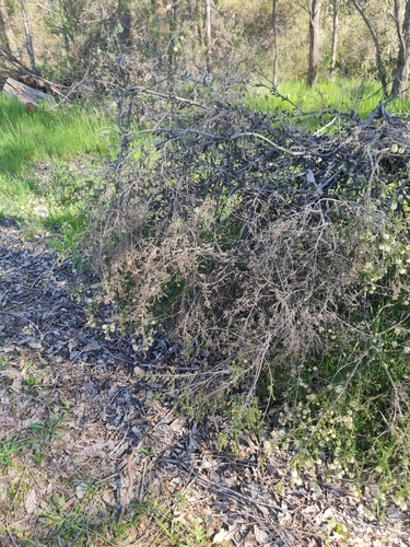 Melaleuca incana, photograph 6