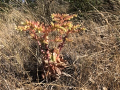 Dudleya candelabrum