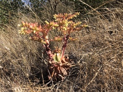 Dudleya candelabrum
