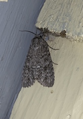 Acronicta impleta