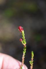 Exobasidium cassiopes