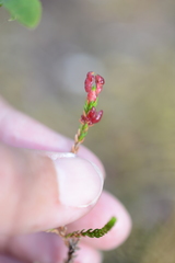 Exobasidium cassiopes