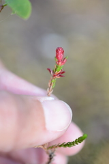Exobasidium cassiopes