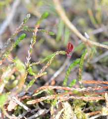 Exobasidium cassiopes