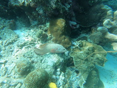 Bluespotted Grouper