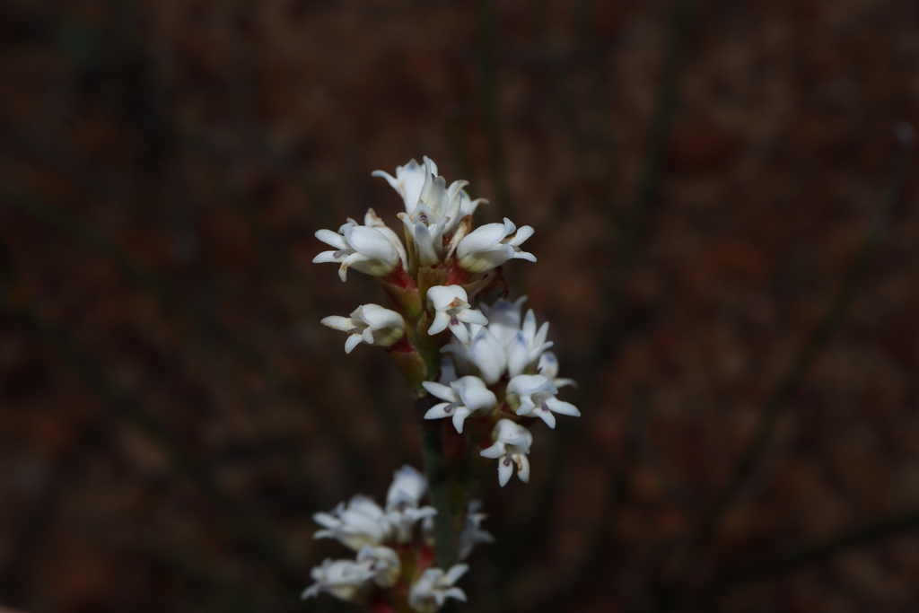 Conospermum ephedroides