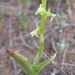 Cooper's Rein Orchid - Photo (c) Vince Scheidt, some rights reserved (CC BY-NC), uploaded by Vince Scheidt