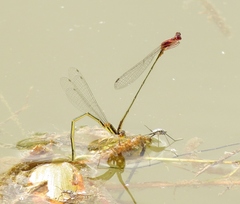 Enallagma dubium