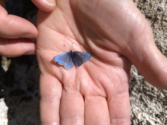 Glaucopsyche lygdamus