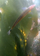 Halichoeres californicus