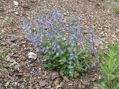 Penstemon albertinus