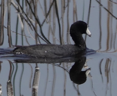 American Coot photographed in Nebraska