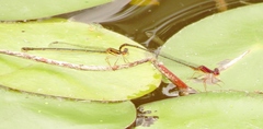Enallagma dubium