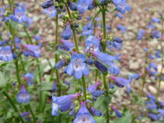 Penstemon albertinus