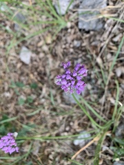 Allium geyeri