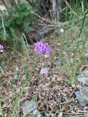 Allium geyeri