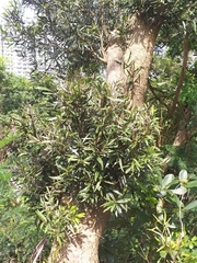 Acacia confusa