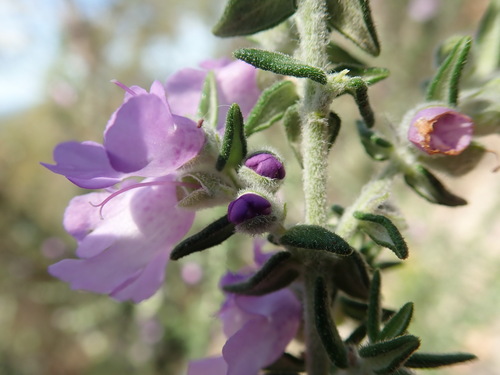 Image of Prostanthera granitica by (c) Ruth Palsson, some rights reserved (CC BY-SA)