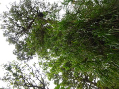 Freycinetia
