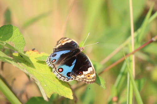 Blue Pansy