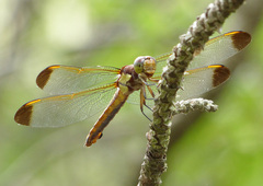Libellula flavida