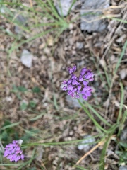Allium geyeri