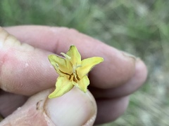 Lithospermum macromeria