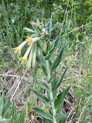 Lithospermum macromeria