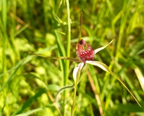 Image of Caladenia paludosa by (c) A.J. Anderson, some rights reserved (CC BY)