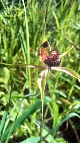 Image of Caladenia paludosa by (c) A.J. Anderson, some rights reserved (CC BY)