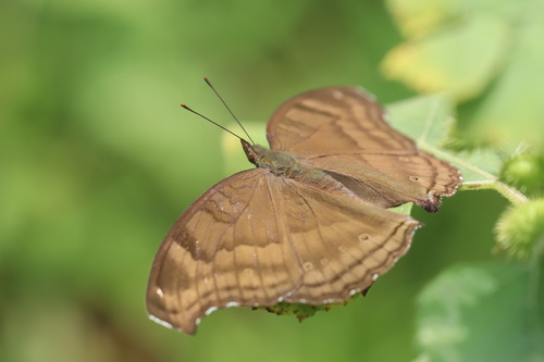 Chocolate Pansy