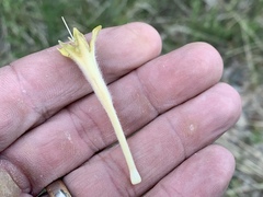 Lithospermum macromeria
