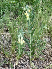 Lithospermum macromeria