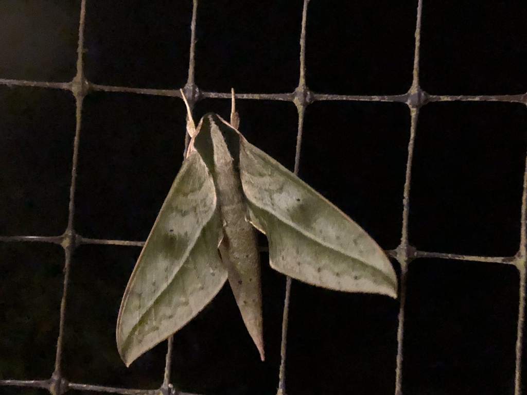 Xylophanes staudingeri