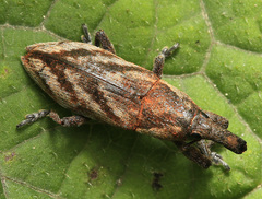 Lixus acutipennis