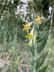 Lithospermum macromeria