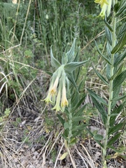 Lithospermum macromeria