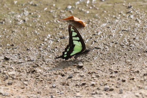Glassy Bluebottle