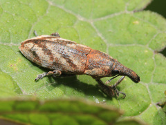 Lixus acutipennis