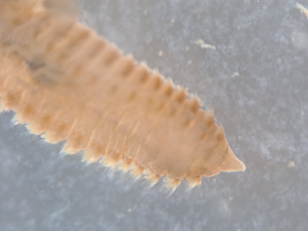 Armored bristleworm