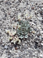 Astragalus calycosus