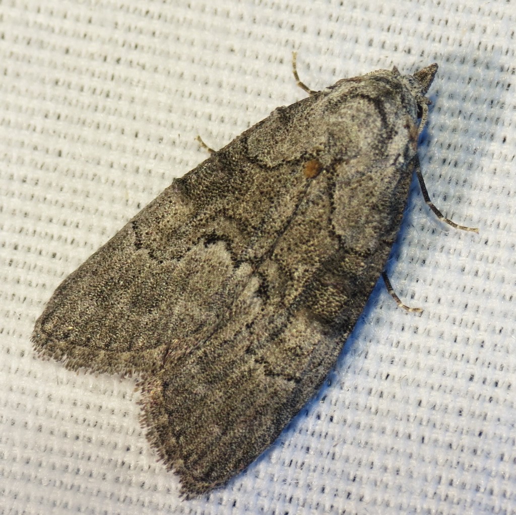 Meganola extusata
